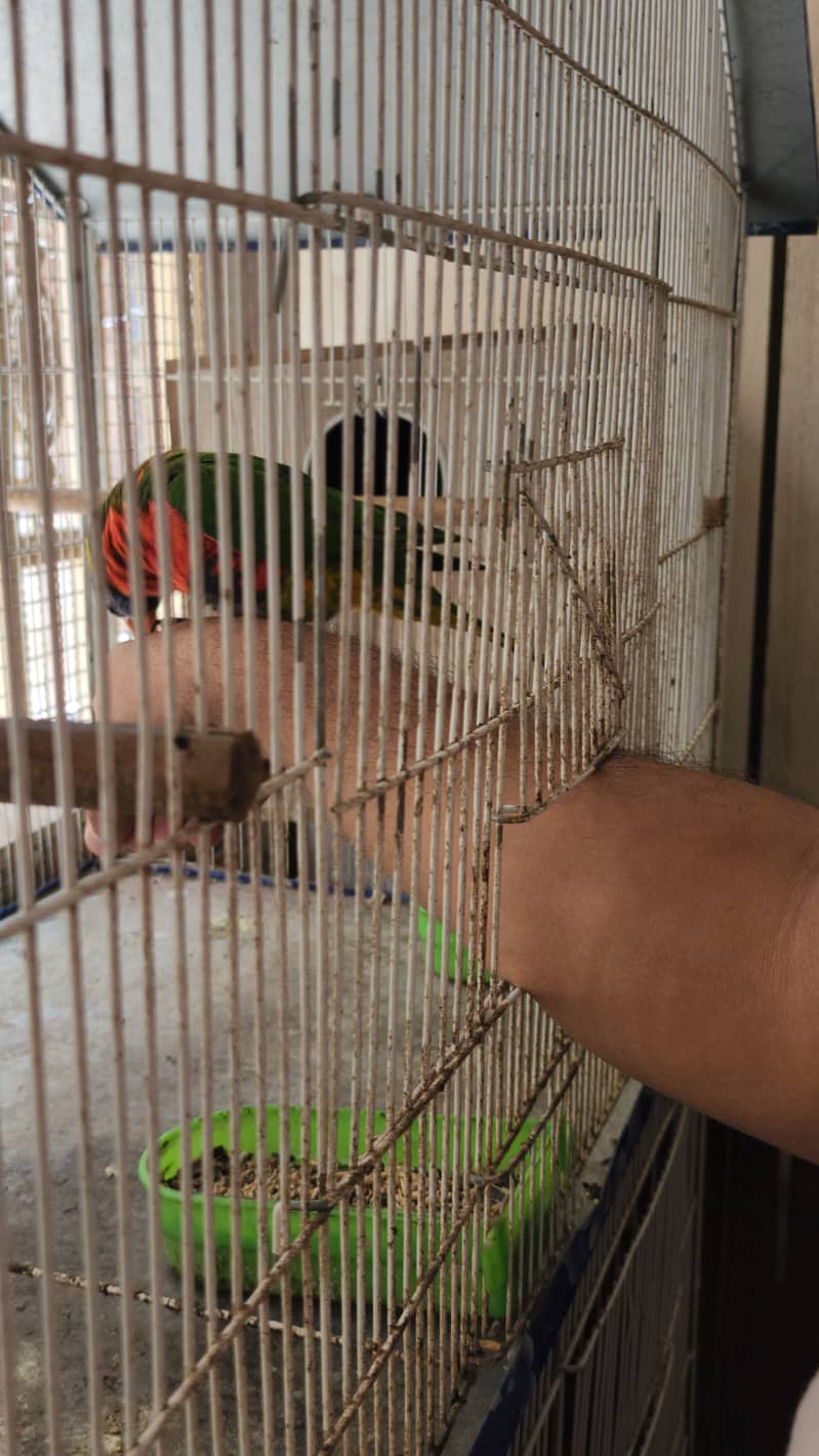 Lorry Breeding Pair 5