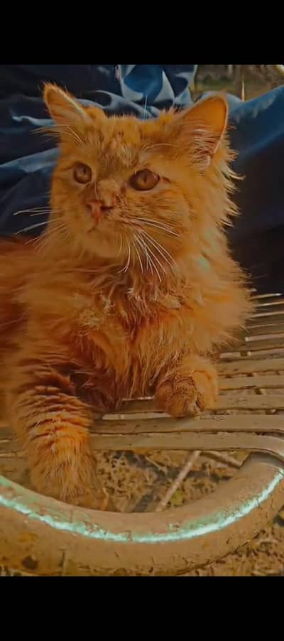 Persian cat