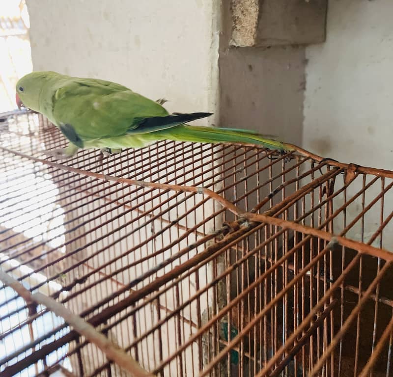Full active 1