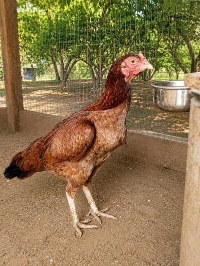 mianwali aseel breeder female