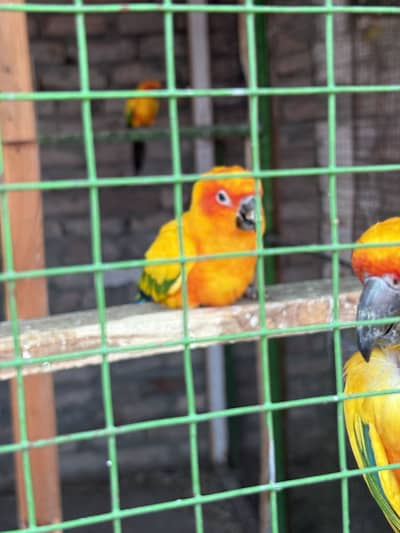 Sunconure Red Factor Breeder pair for sale