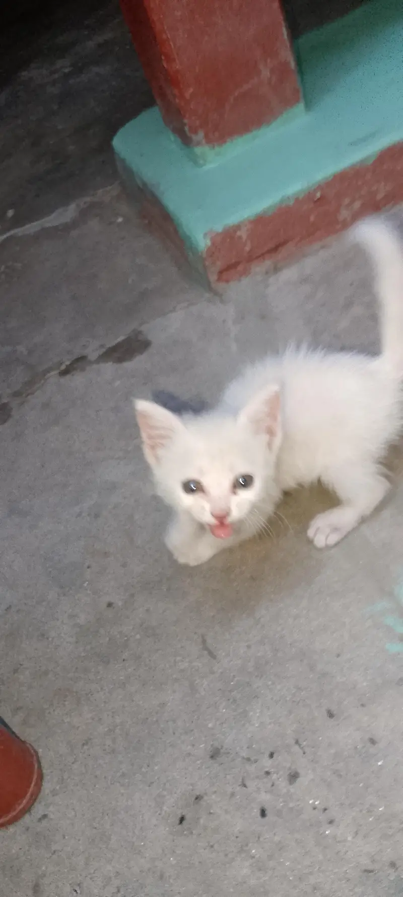 2 cats female kittens — photo 2