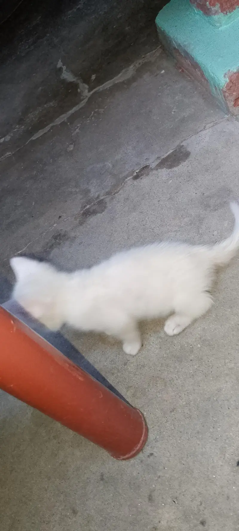 2 cats female kittens — photo 3
