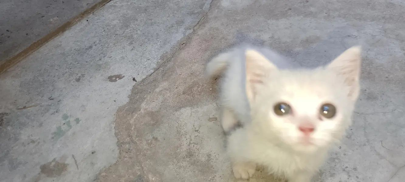 2 cats female kittens — photo 4
