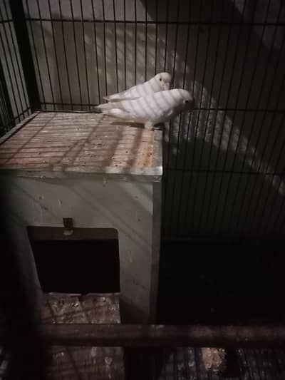 Green opline/ino/b1b2 lutino/opline albino
