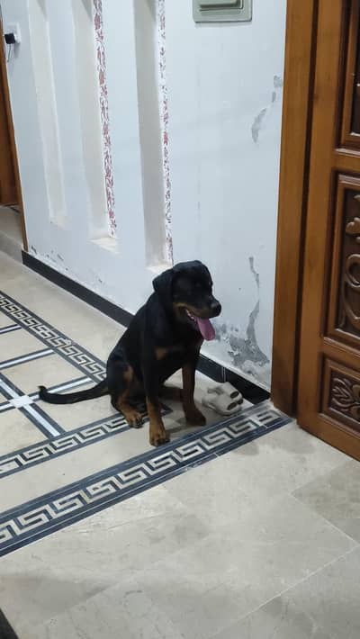 top of line quality male rottweiler