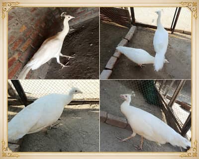 Beautiful Paper White Peacock Pair eggs da rha  ha For Sale