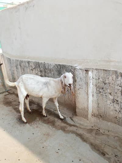 Bakri For sale with two bakrya