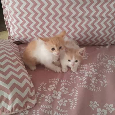 SPECTACULAR  CATS