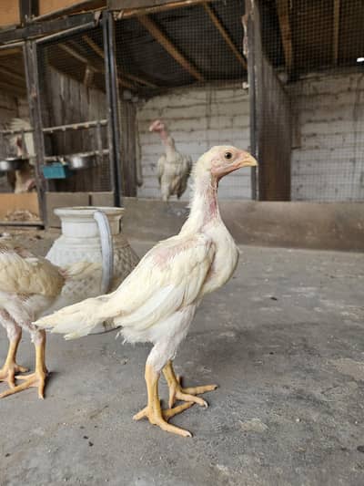 Shamo Aseel Chicks & Eggs for Sale | Top Quality White Shamo Breed