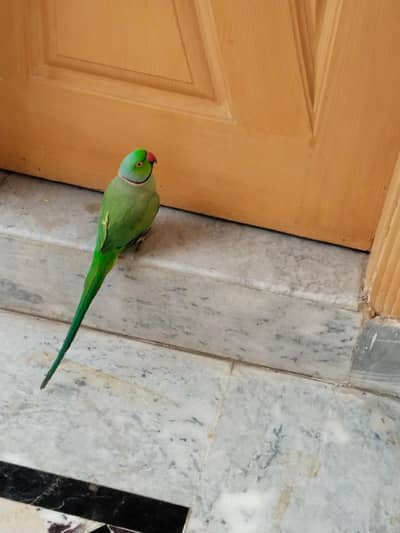 Green Parrot
