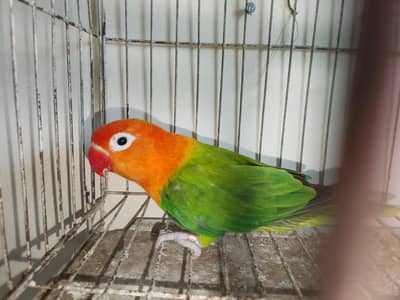 Green opaline split blue breader female
