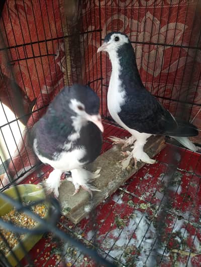 4-5 month original sherazi Pathy for sale!