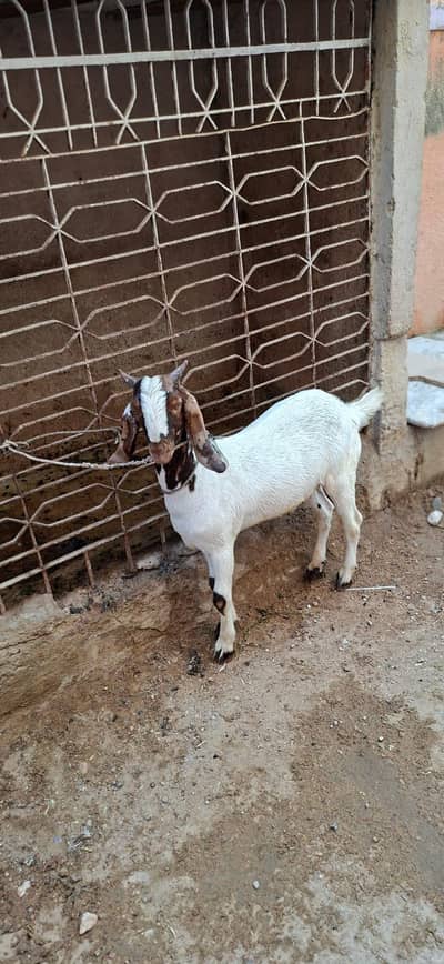 Ablaq bakra for sale