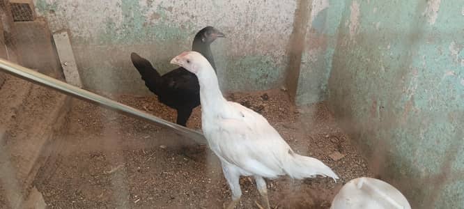nice health,male black,white on