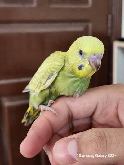 selling budgie chick for handtame. not afraid of humans