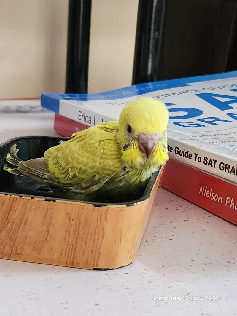 selling budgie chick for handtame. not afraid of humans — photo 2