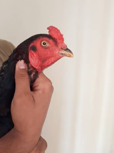 Aseel Thai Breeder Murgha For Sale (03192851415)