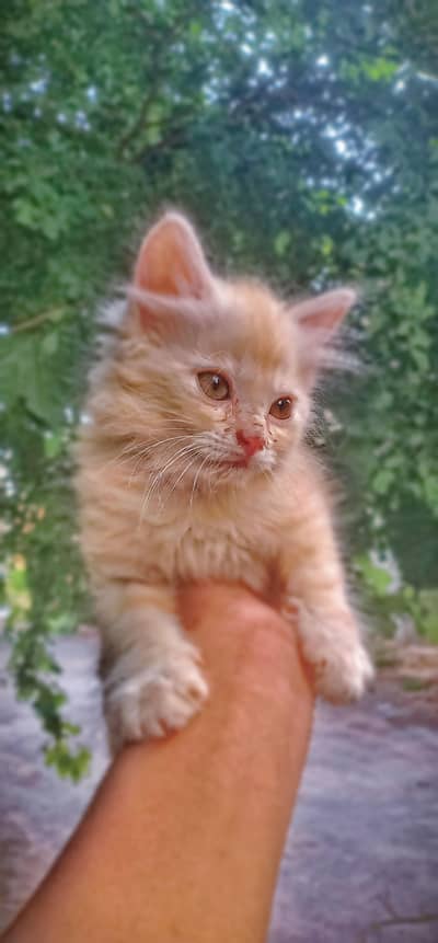 Persian kitten for sale