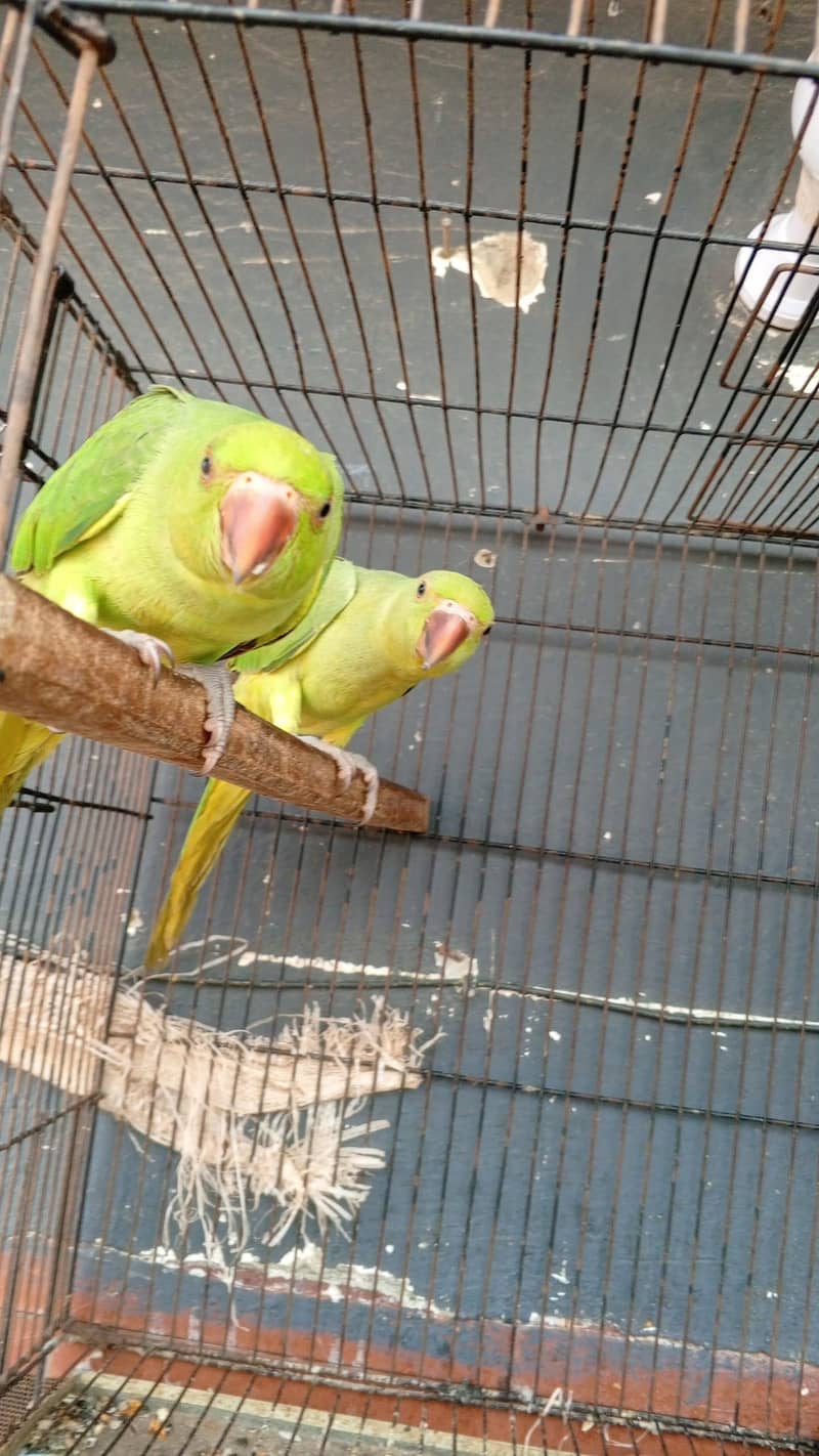 brider pair 0