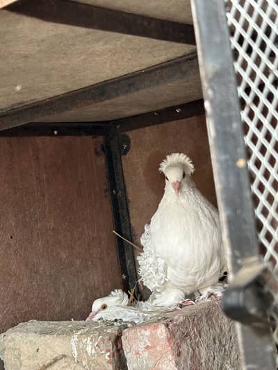 Full breeder pari