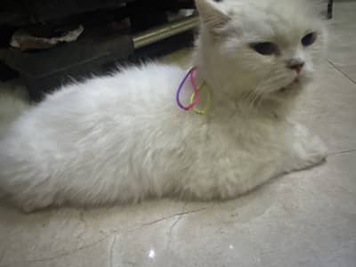 Persian friendly cat …. Cute and active mashallah …