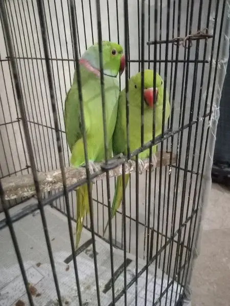 Pair urgent sale — photo 3