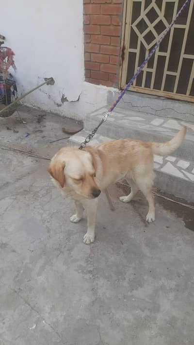 Labrador Retriever Dog for sale