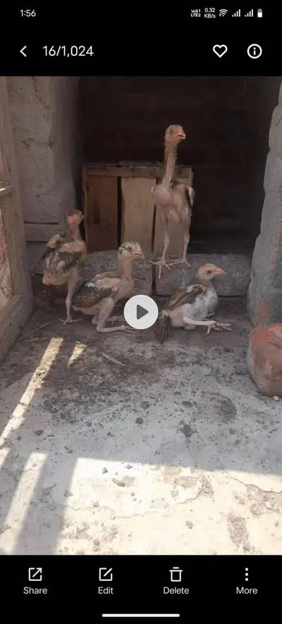 aseel chicks achi quality ky ha mashallah healthy or active han
