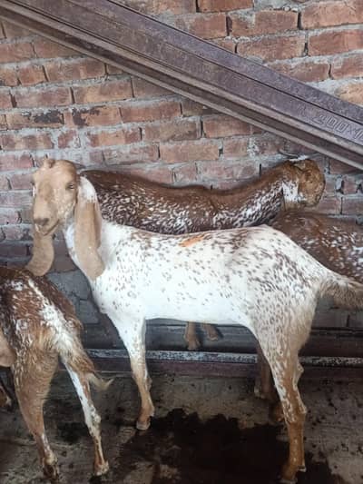 12 bakriyan 1 breeder