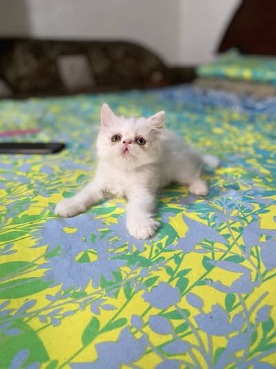 Peki/Extreme Punch Persian Kitten