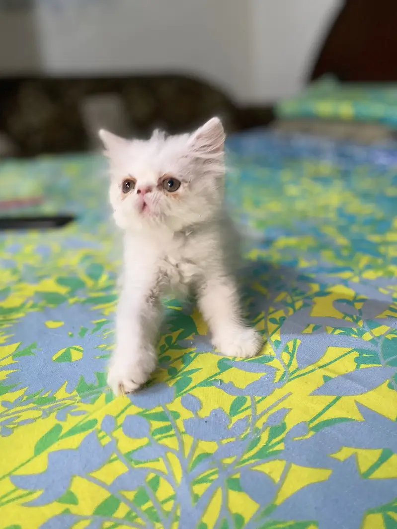 Peki/Extreme Punch Persian Kitten — photo 2
