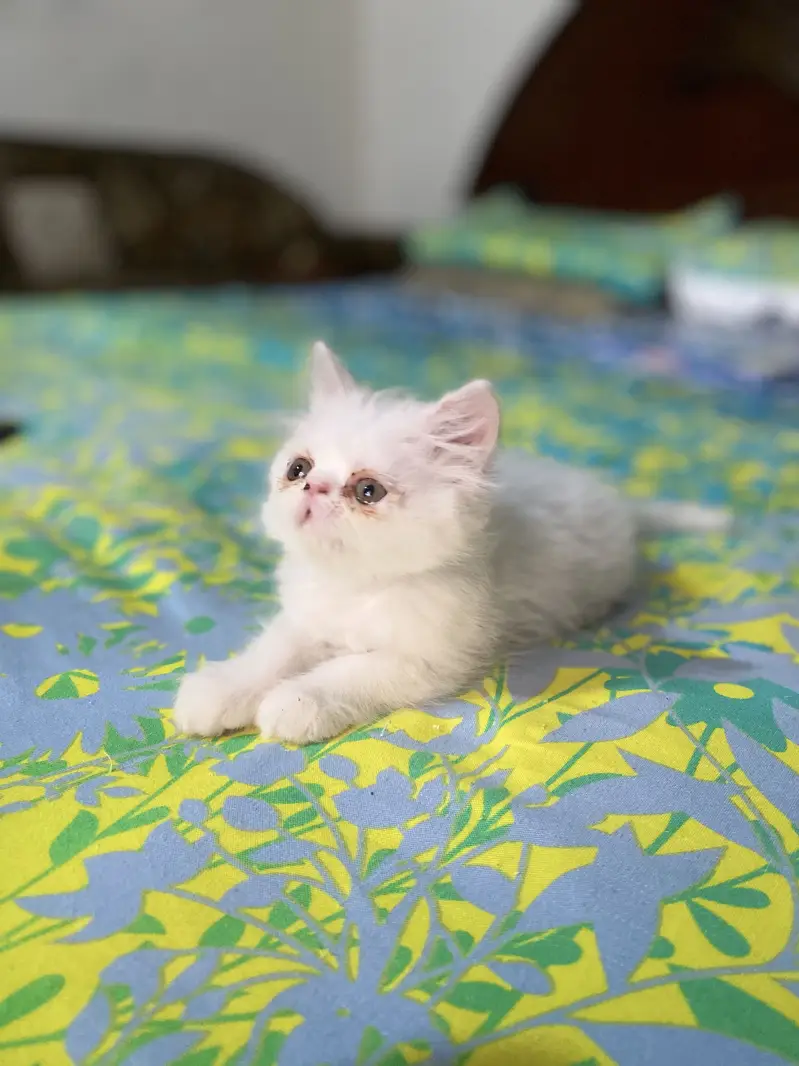 Peki/Extreme Punch Persian Kitten — photo 3