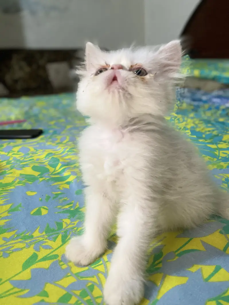 Peki/Extreme Punch Persian Kitten — photo 4