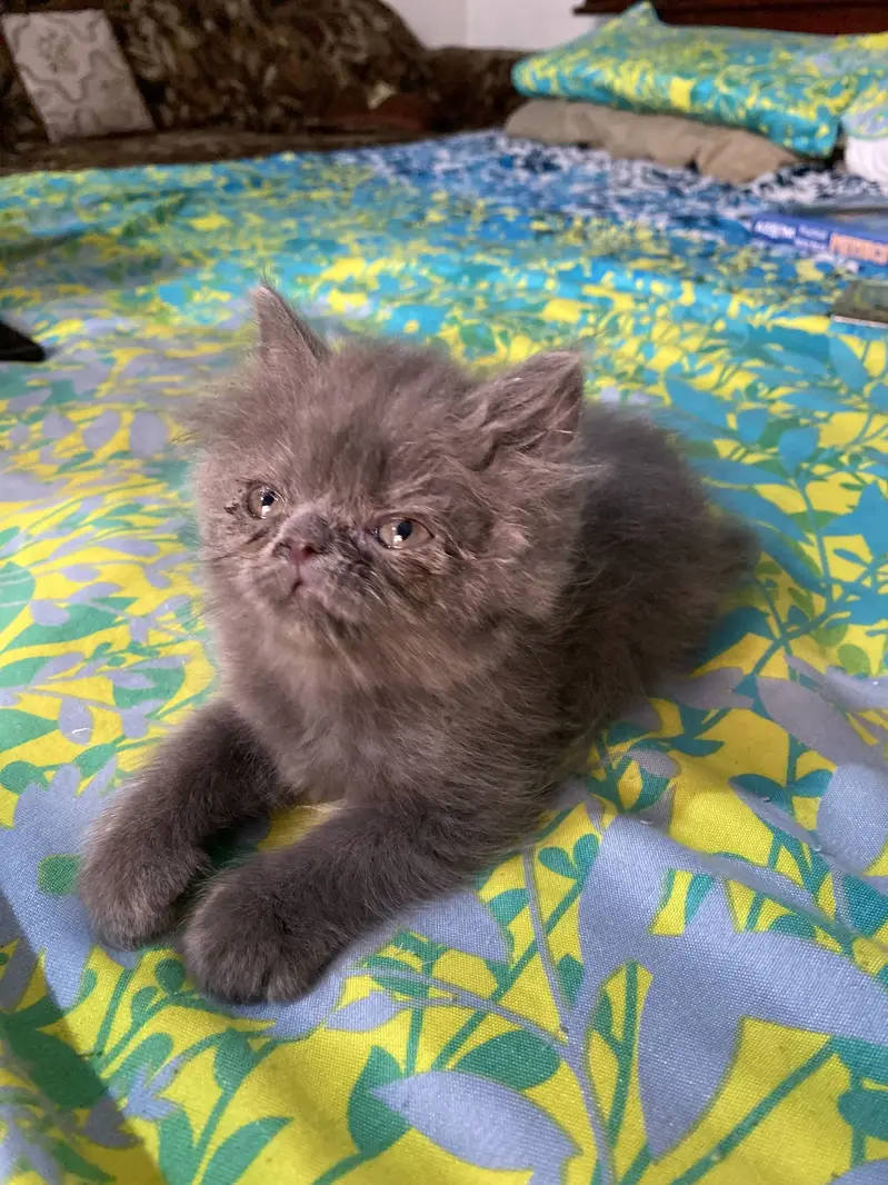 Peki/Extreme Punch Persian Kitten — photo 5