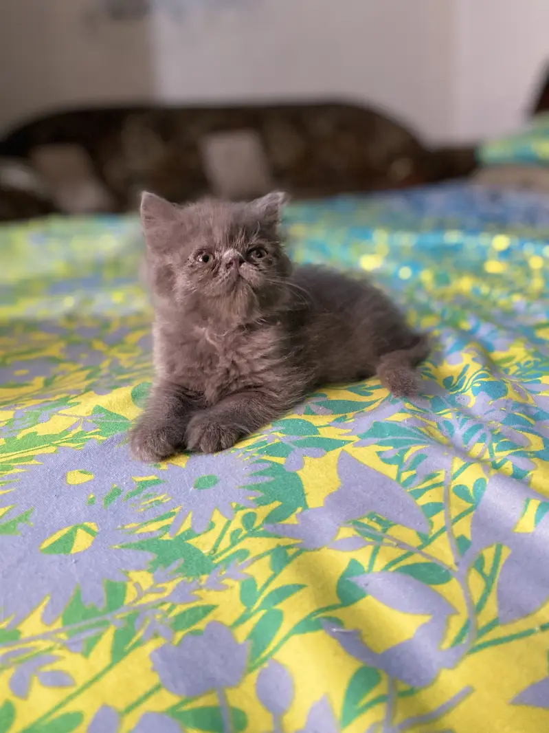 Peki/Extreme Punch Persian Kitten — photo 6