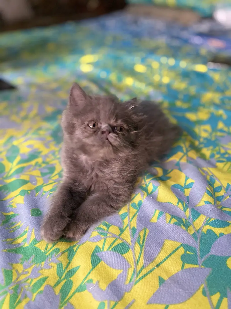 Peki/Extreme Punch Persian Kitten — photo 7
