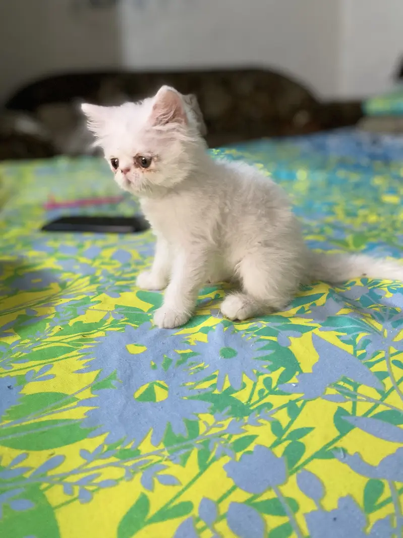 Peki/Extreme Punch Persian Kitten — photo 8