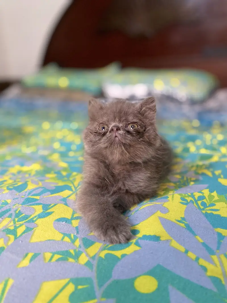 Peki/Extreme Punch Persian Kitten — photo 9