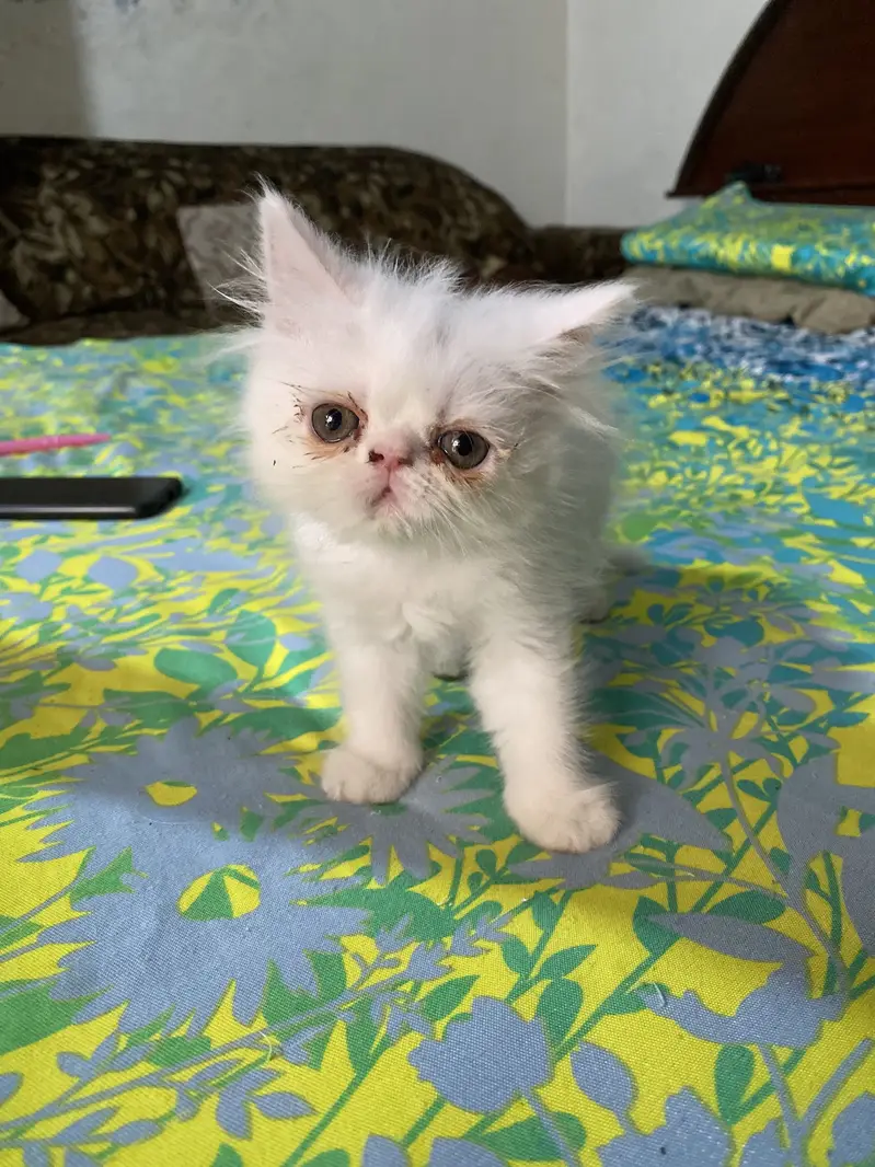 Peki/Extreme Punch Persian Kitten — photo 10