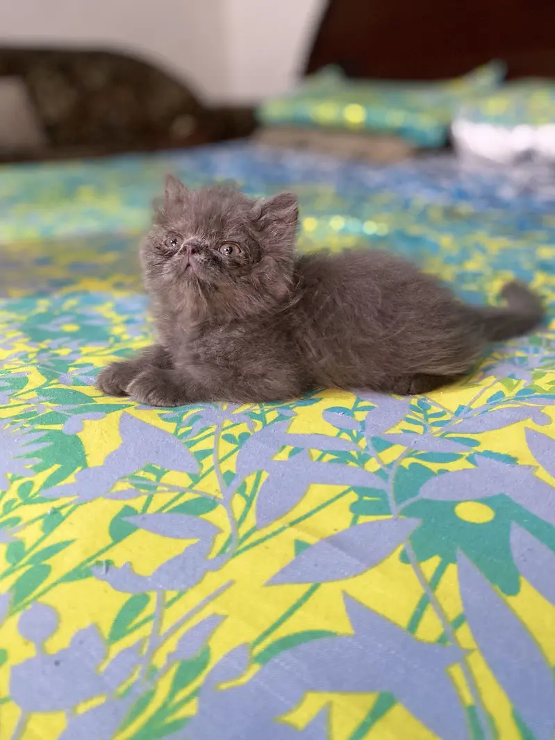 Peki/Extreme Punch Persian Kitten — photo 11