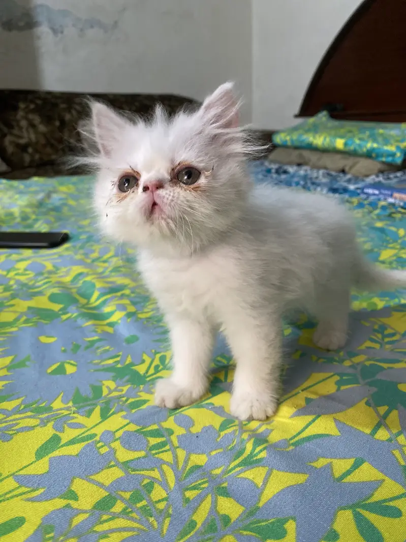 Peki/Extreme Punch Persian Kitten — photo 12