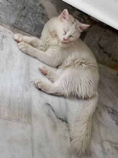 cats for sale