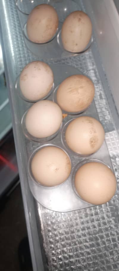parrot beak cross femail or eggs
