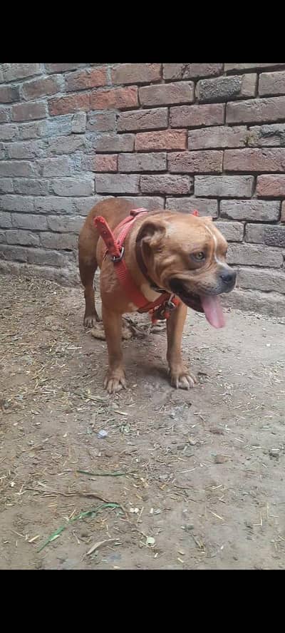 pitbull