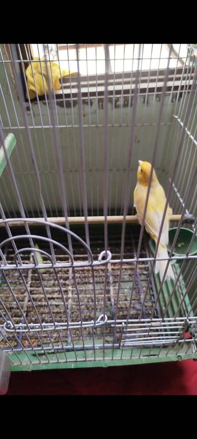 yellow Canary male
