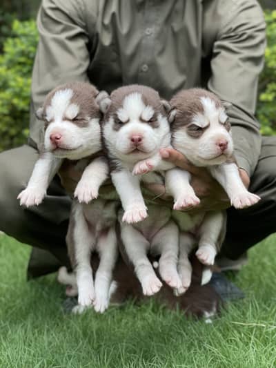 Siberian Husky: Purebred Premium Quality Puppies