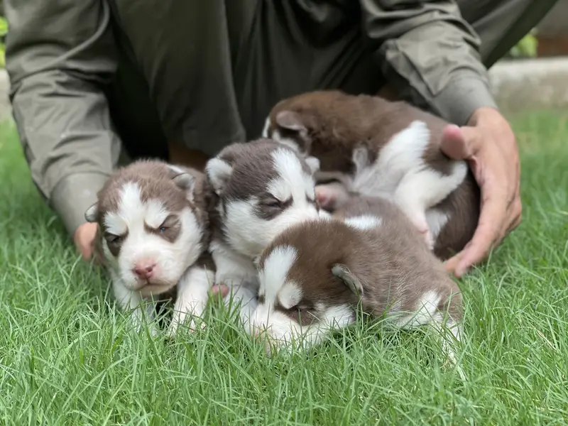Siberian Husky: Purebred Premium Quality Puppies — photo 3