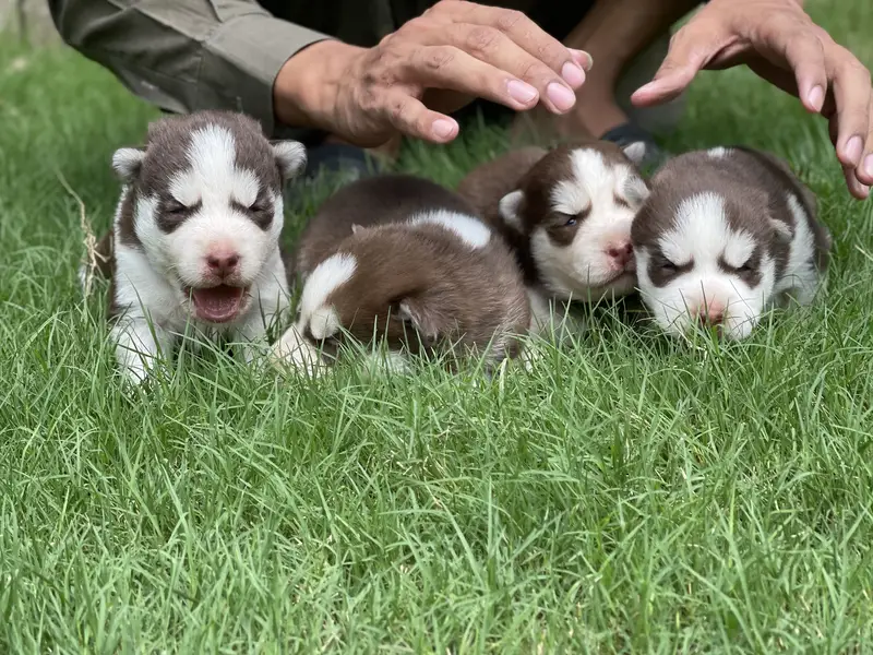Siberian Husky: Purebred Premium Quality Puppies — photo 4