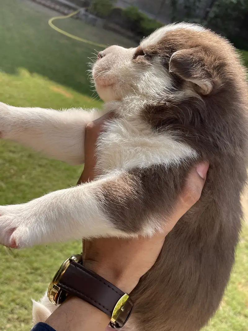 Siberian Husky: Purebred Premium Quality Puppies — photo 5